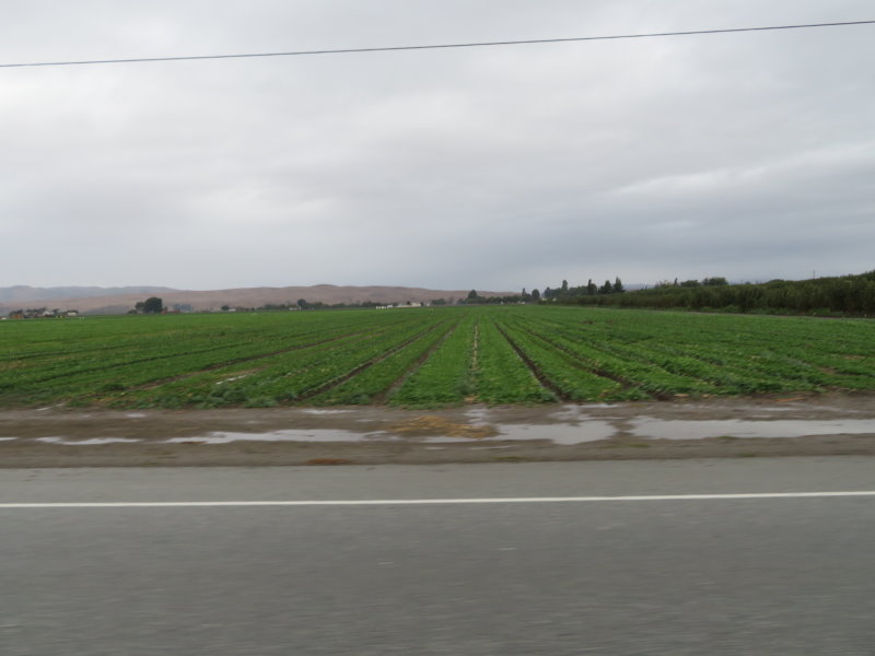 Crops growing near Hollister, nothing like a bit of rain to highlight the colour